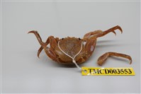 藏品(鱗形斜紋蟹)的圖片